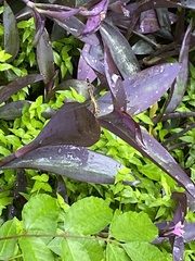 Erythrodiplax fervida