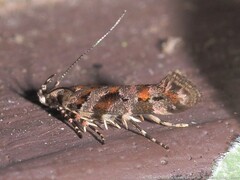 Aristotelia roseosuffusella