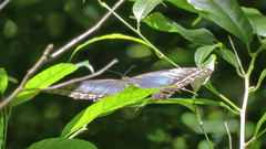 Morpho
