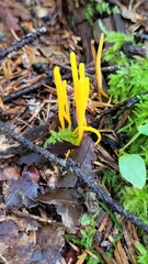 Clavariaceae