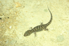Dixonius siamensis