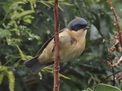 Pipraeidea melanonota