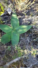 Brunsvigia orientalis