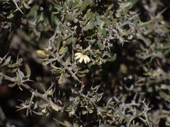Scaevola spinescens