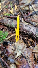 Clavariaceae