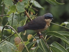 Pipraeidea melanonota