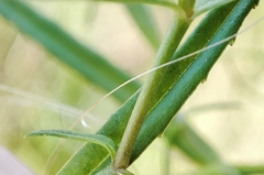 Veronica scutellata