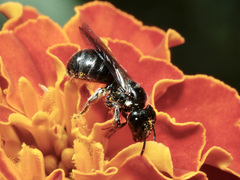 Ceratina cucurbitina