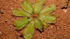 Drosera major