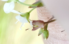 Veronica scutellata