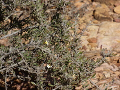 Scaevola spinescens