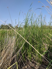 Schoenoplectus lacustris