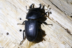 Dorcus parallelipipedus