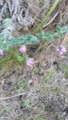 Indigofera alopecuroides