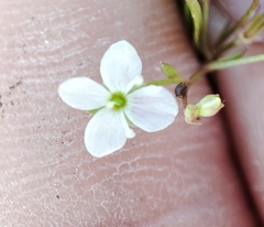 Veronica scutellata