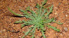 Plantago coronopus