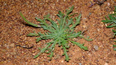Plantago coronopus