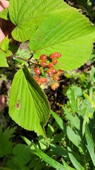 Viburnum wrightii