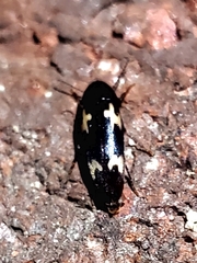 Dircaea liturata