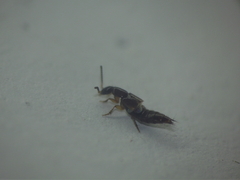 Staphylinini
