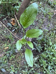 Alisma
