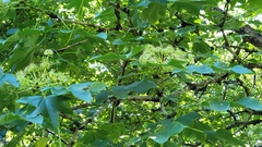 Kalopanax septemlobus