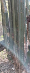 Lophocereus marginatus