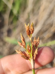 Schoenoplectus lacustris