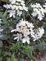 Heracleum moellendorffii