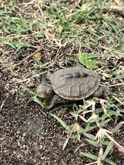 Malaclemys terrapin