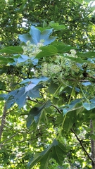 Kalopanax septemlobus