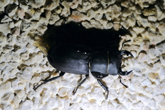 Dorcus parallelipipedus