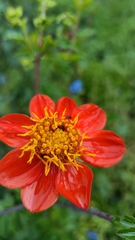 Dahlia coccinea