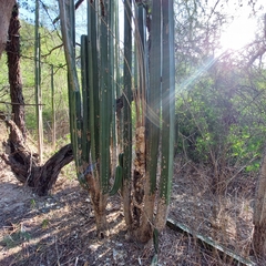 Lophocereus marginatus