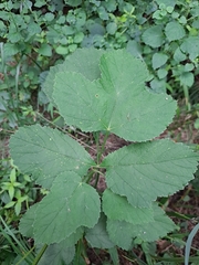 Heracleum moellendorffii