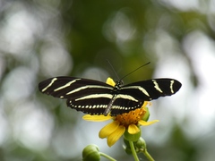 Heliconius charithonia
