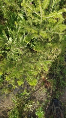 Abies sibirica