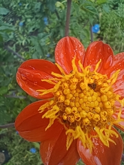 Dahlia coccinea