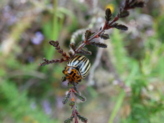 Leptinotarsa decemlineata