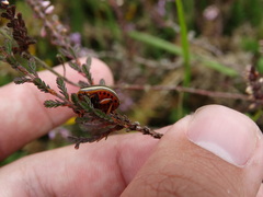 Leptinotarsa decemlineata