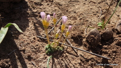 Oxalis fergusonae
