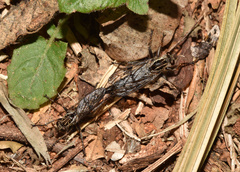 Hypenetes