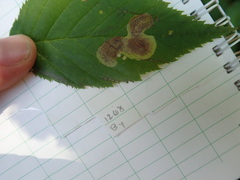 Cameraria betulivora