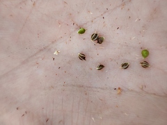 Schoenoplectus lacustris