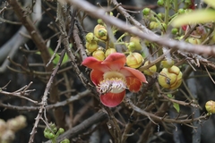 Couroupita guianensis