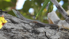 Lamprolepis smaragdina