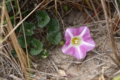 Calystegia soldanella