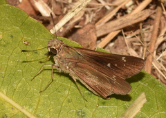 Pelopidas mathias mathias