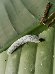 Erionota torus