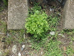 Potentilla intermedia